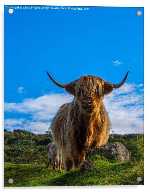  Highland Cow Acrylic by Chris Thaxter