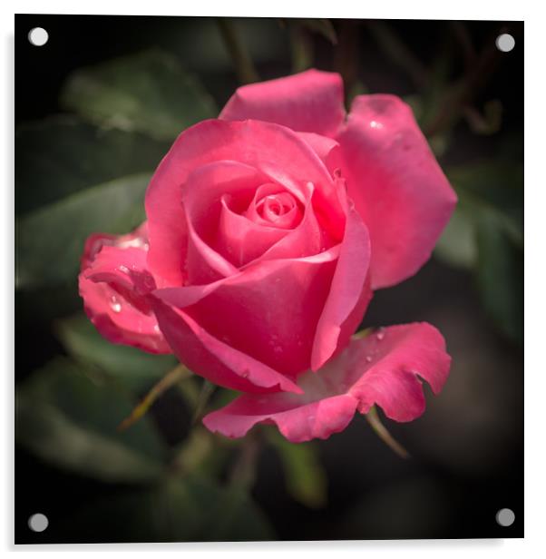 Rose for you Acrylic by Svetlana Korneliuk