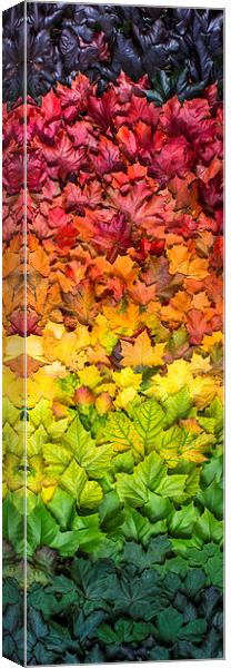  Seasonal spectrum of leaves Canvas Print by Mike Sannwald
