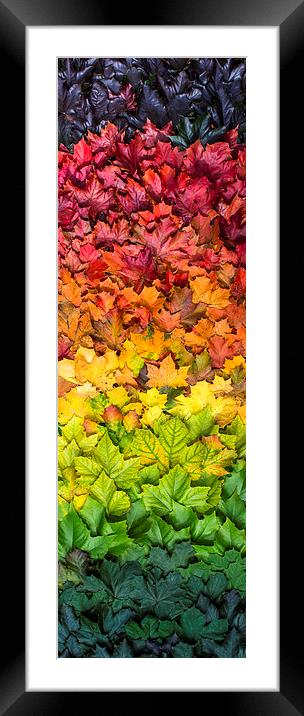  Seasonal spectrum of leaves Framed Mounted Print by Mike Sannwald