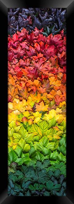  Seasonal spectrum of leaves Framed Print by Mike Sannwald