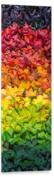  Seasonal spectrum of leaves Acrylic by Mike Sannwald