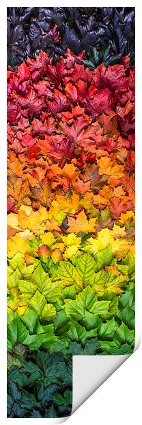  Seasonal spectrum of leaves Print by Mike Sannwald