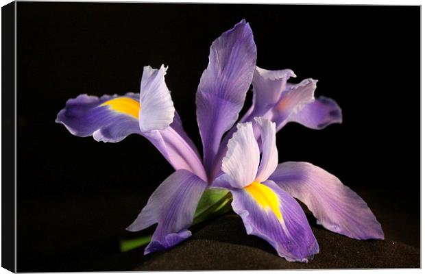  Iris in Bloom Canvas Print by karen grist