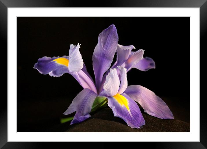  Iris in Bloom Framed Mounted Print by karen grist