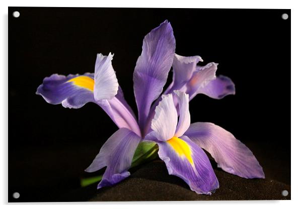  Iris in Bloom Acrylic by karen grist