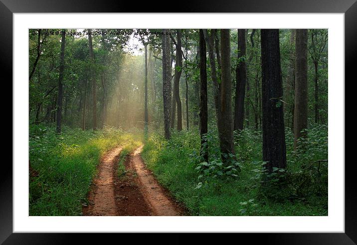  An Evening in the Deep Forest.... Framed Mounted Print by Bhagwat Tavri
