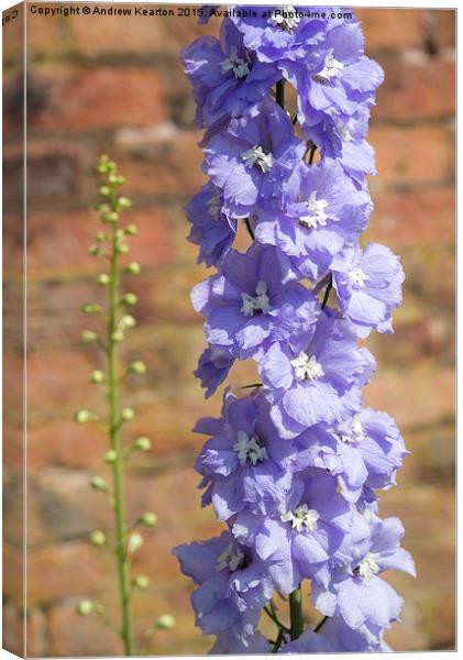  Delightful Delphinium against an old brick wall Canvas Print by Andrew Kearton