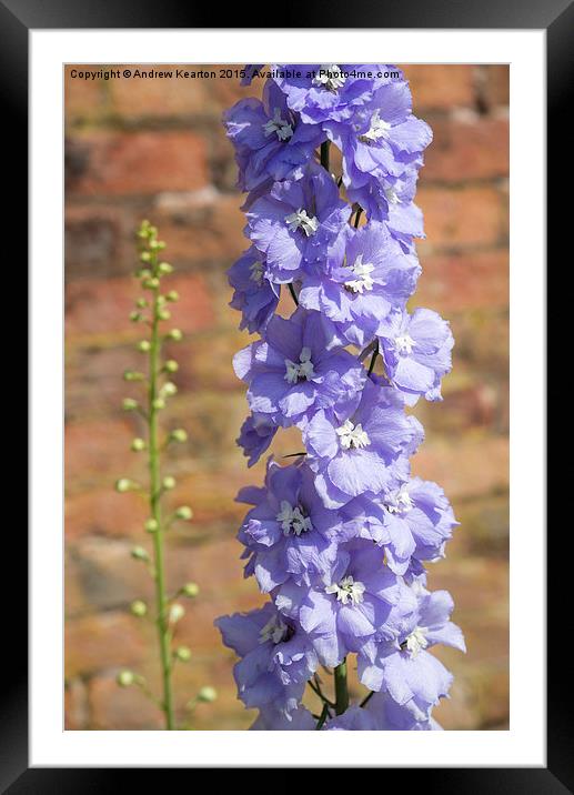  Delightful Delphinium against an old brick wall Framed Mounted Print by Andrew Kearton