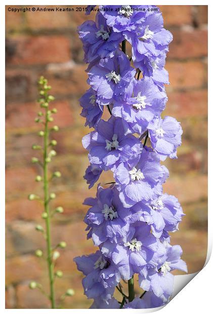  Delightful Delphinium against an old brick wall Print by Andrew Kearton