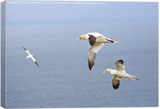 Northern Gannets in Flight Canvas Print by Louise Heusinkveld