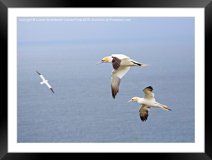 Northern Gannets in Flight Framed Mounted Print by Louise Heusinkveld