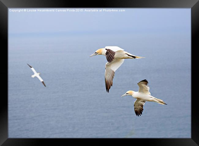 Northern Gannets in Flight Framed Print by Louise Heusinkveld