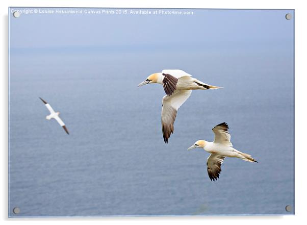 Northern Gannets in Flight Acrylic by Louise Heusinkveld