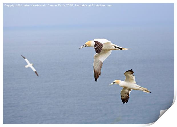 Northern Gannets in Flight Print by Louise Heusinkveld