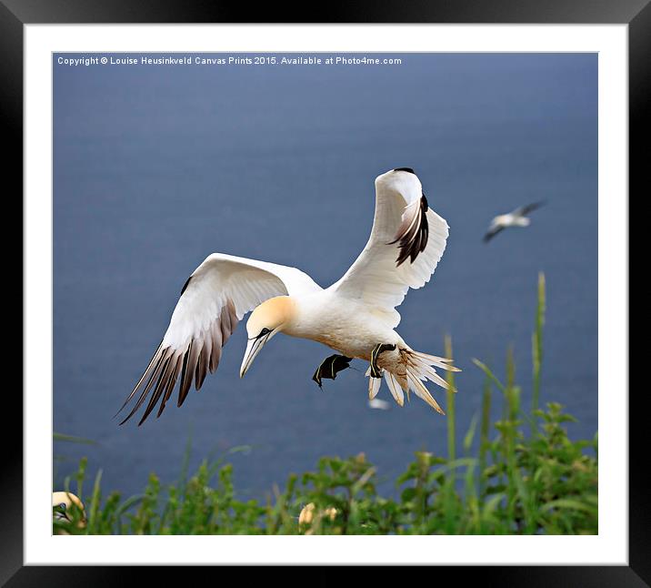 Northern Gannet landing on a cliff Framed Mounted Print by Louise Heusinkveld