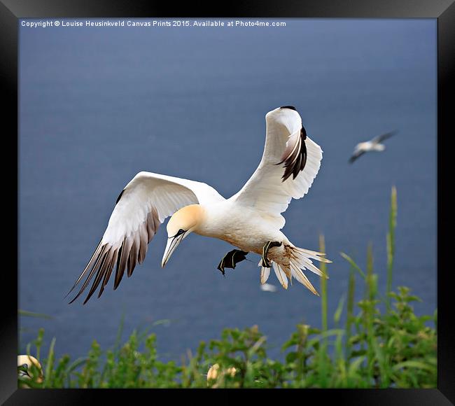 Northern Gannet landing on a cliff Framed Print by Louise Heusinkveld