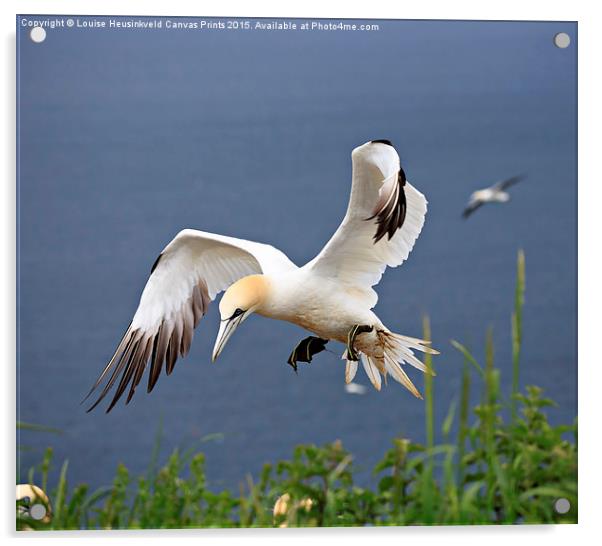 Northern Gannet landing on a cliff Acrylic by Louise Heusinkveld
