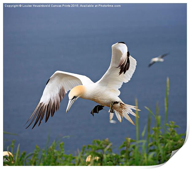 Northern Gannet landing on a cliff Print by Louise Heusinkveld