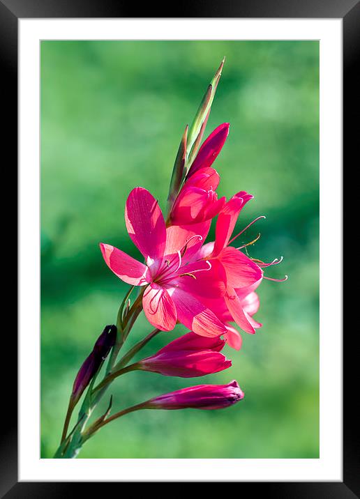  flower in red Framed Mounted Print by Kelvin Rumsby