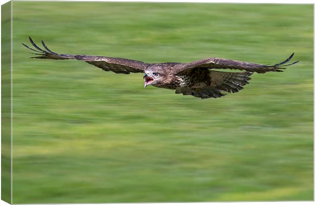  buzzard, attack Canvas Print by Kelvin Rumsby