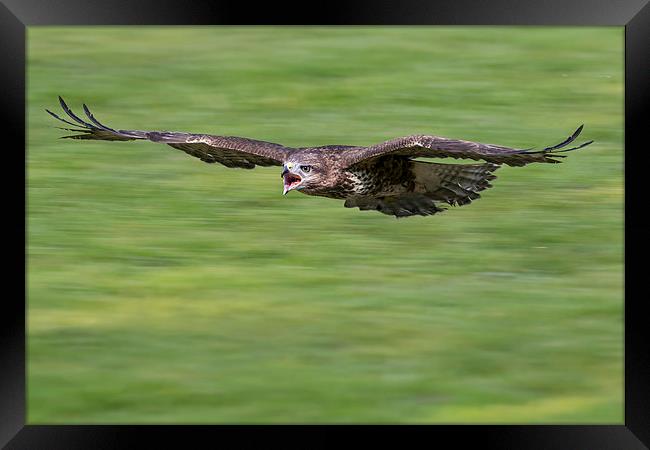  buzzard, attack Framed Print by Kelvin Rumsby