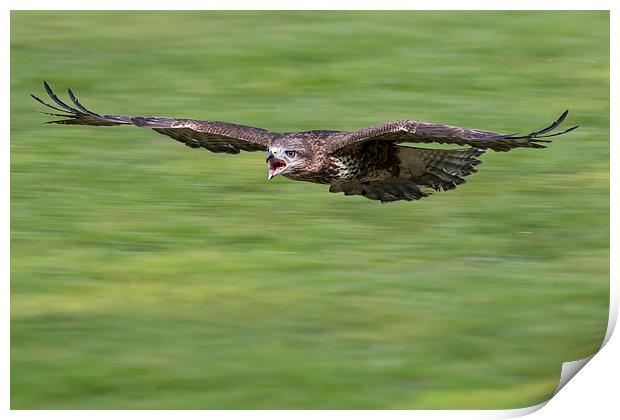  buzzard, attack Print by Kelvin Rumsby
