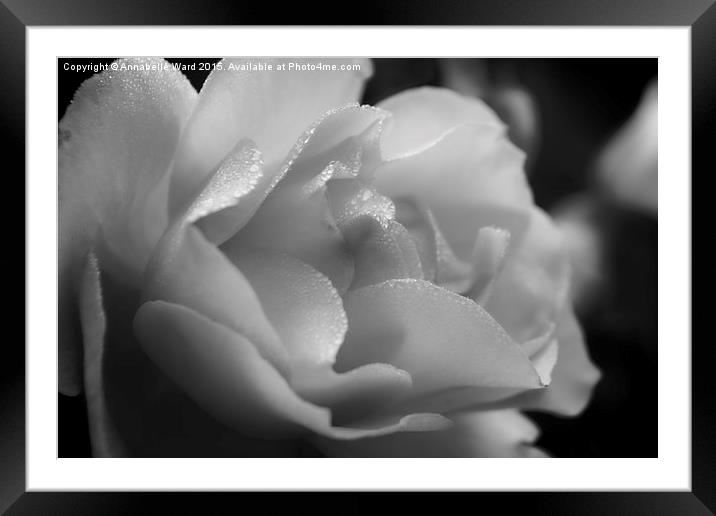  The Black And White Rose. Framed Mounted Print by Annabelle Ward