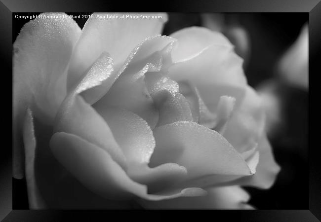  The Black And White Rose. Framed Print by Annabelle Ward