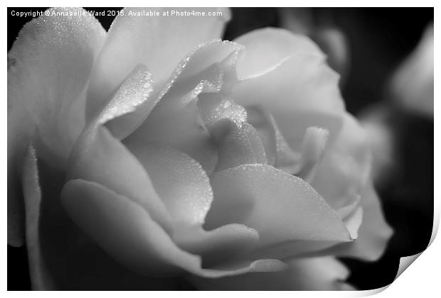  The Black And White Rose. Print by Annabelle Ward