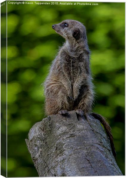  Meerkat Sentry Canvas Print by Kevin Tappenden