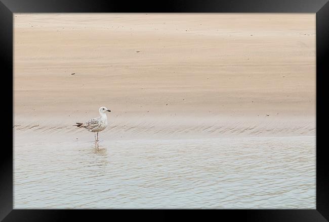  Solitude - at the waters edge Framed Print by Chris Warham