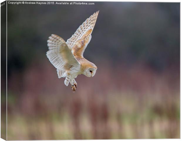 Barn Owl Stall Canvas Print by Andrew Haynes