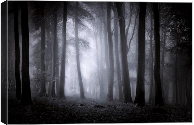  Misty Woodland Canvas Print by Ian Hufton