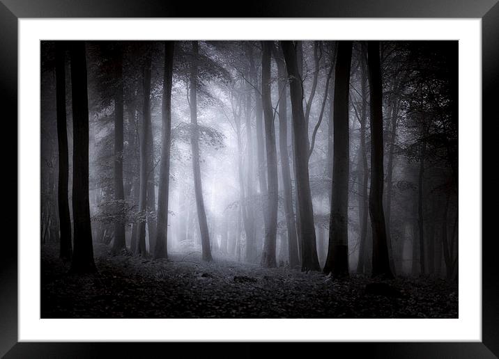  Misty Woodland Framed Mounted Print by Ian Hufton