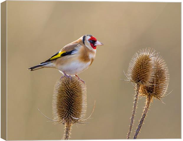  Goldfinch in amongst the teasles Canvas Print by Andrew Haynes