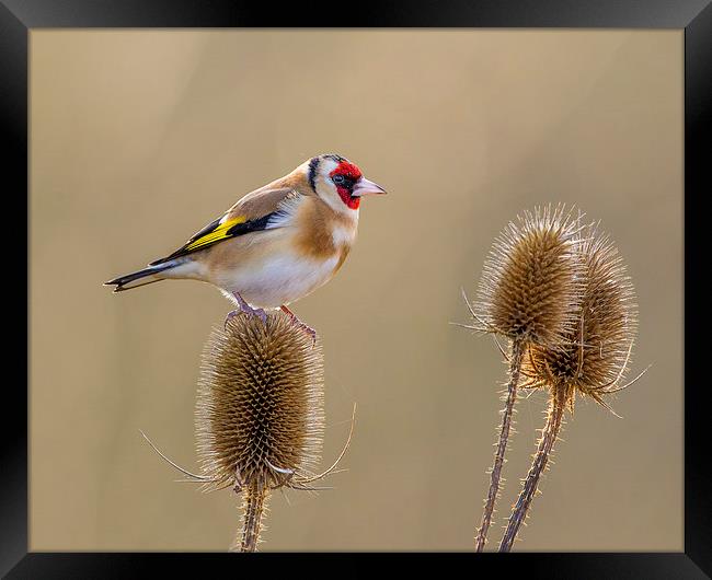  Goldfinch in amongst the teasles Framed Print by Andrew Haynes