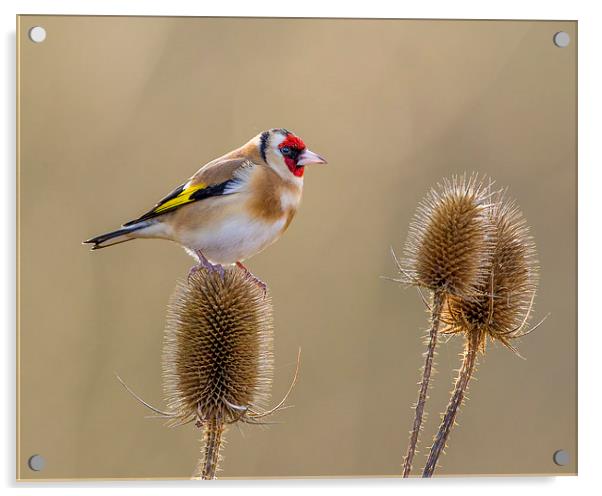  Goldfinch in amongst the teasles Acrylic by Andrew Haynes