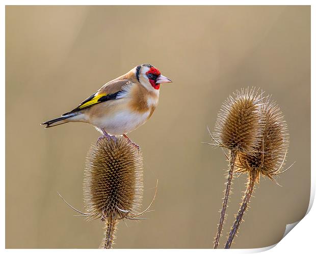  Goldfinch in amongst the teasles Print by Andrew Haynes