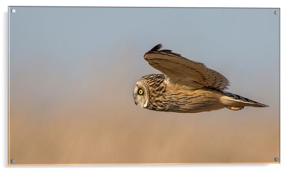 Short Eared Owl Acrylic by Andrew Haynes