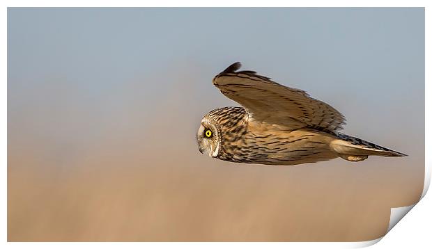 Short Eared Owl Print by Andrew Haynes