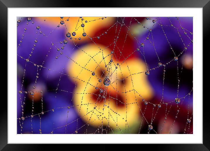 Unhappy Pansy ((((SPIDER))))))) by JCstudios 2015 Framed Mounted Print by JC studios LRPS ARPS