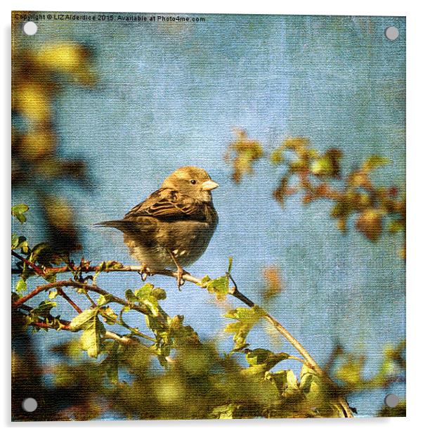  Little Sparrow Acrylic by LIZ Alderdice