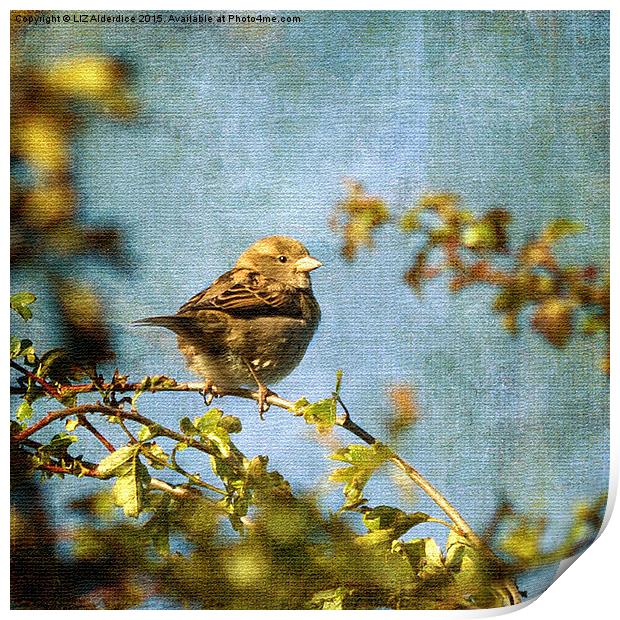  Little Sparrow Print by LIZ Alderdice
