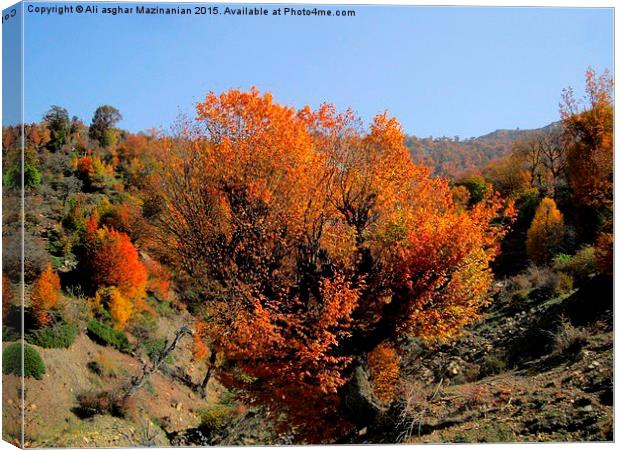   Beautiful autumn of OLANG Jungle 2, Canvas Print by Ali asghar Mazinanian