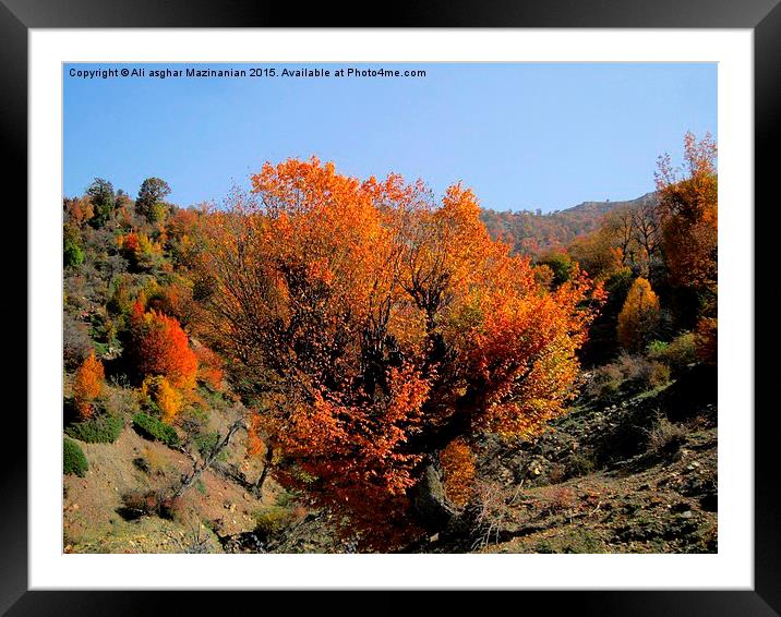   Beautiful autumn of OLANG Jungle 2, Framed Mounted Print by Ali asghar Mazinanian