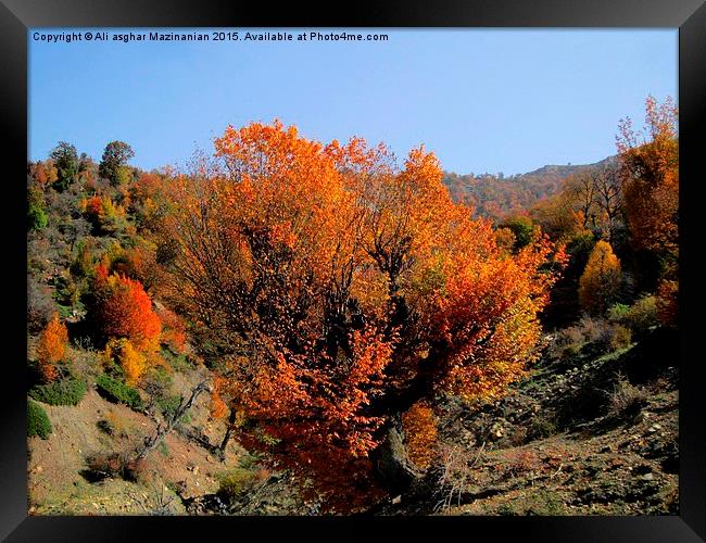   Beautiful autumn of OLANG Jungle 2, Framed Print by Ali asghar Mazinanian