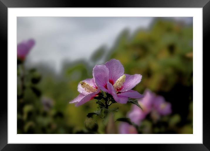 pink flower after rain Framed Mounted Print by Adrian Bud