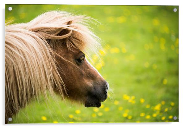  Shetland Pony Acrylic by Don Alexander Lumsden