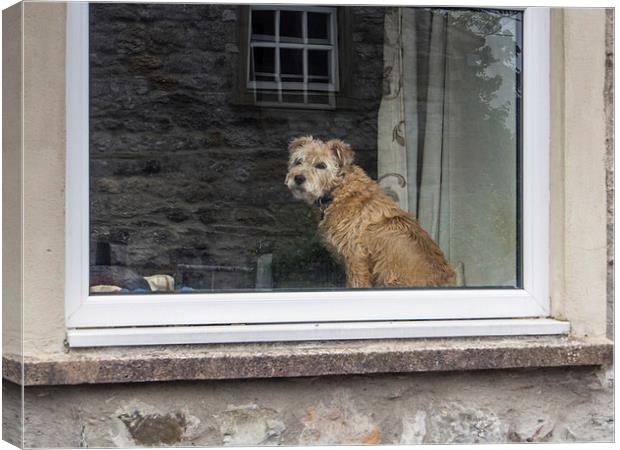  Who is that doggy in the window Canvas Print by Peter Stuart